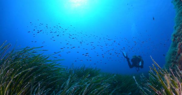 Plongée sous-marine Corse