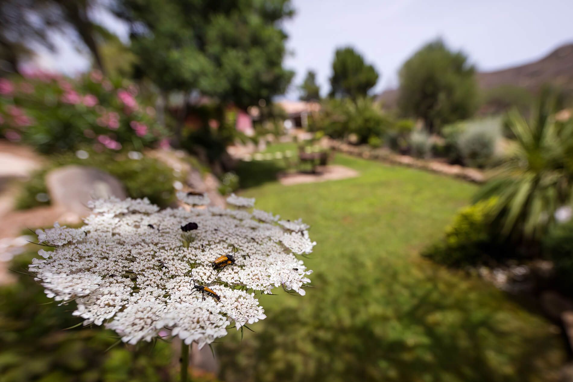 Hôtel Roc e Fiori - Jardin